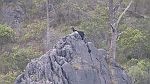 05-Watchful goat at Wombeyan Caves